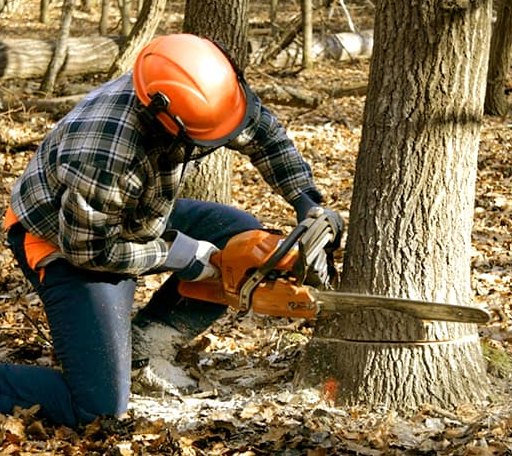 Tree Removal in Huron, TN